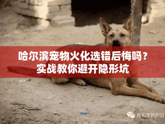 哈尔滨宠物火化选错后悔吗？实战教你避开隐形坑