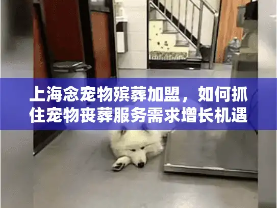 上海念宠物殡葬加盟，如何抓住宠物丧葬服务需求增长机遇？