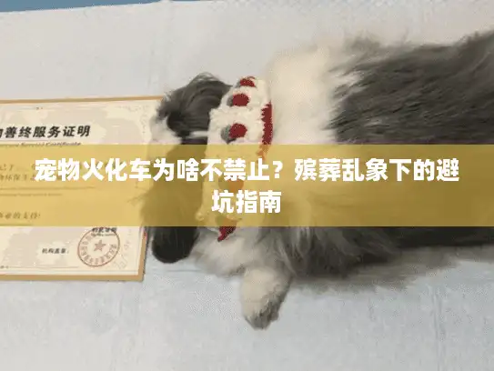 宠物火化车为啥不禁止？殡葬乱象下的避坑指南