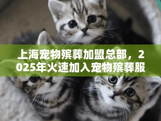 上海宠物殡葬加盟总部，2025年火速加入宠物殡葬服务加盟新浪潮！