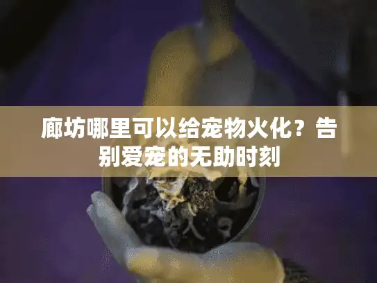 廊坊哪里可以给宠物火化？告别爱宠的无助时刻