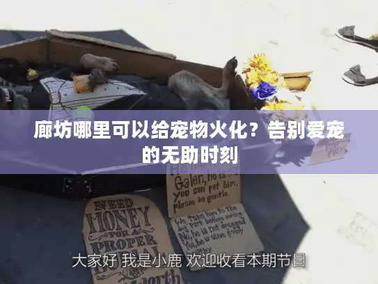 廊坊哪里可以给宠物火化？告别爱宠的无助时刻