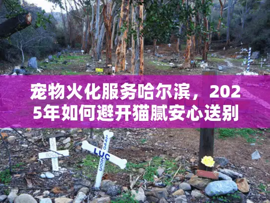宠物火化服务哈尔滨，2025年如何避开猫腻安心送别爱宠？