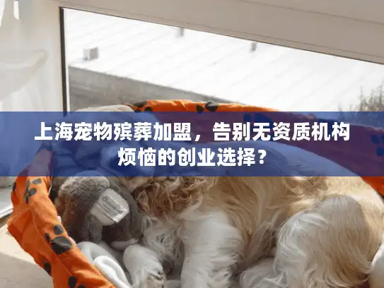 上海宠物殡葬加盟，告别无资质机构烦恼的创业选择？