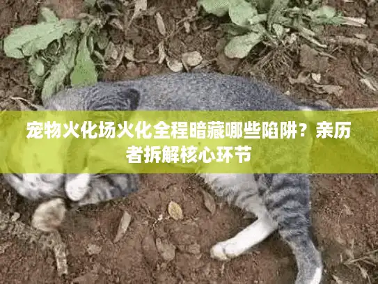 宠物火化场火化全程暗藏哪些陷阱？亲历者拆解核心环节