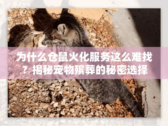 为什么仓鼠火化服务这么难找？揭秘宠物殡葬的秘密选择