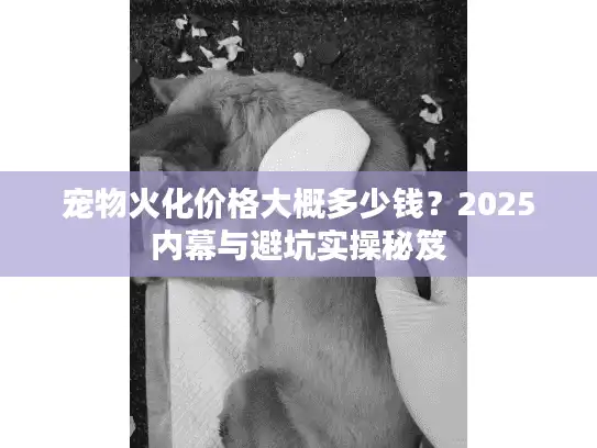 宠物火化价格大概多少钱？2025内幕与避坑实操秘笈
