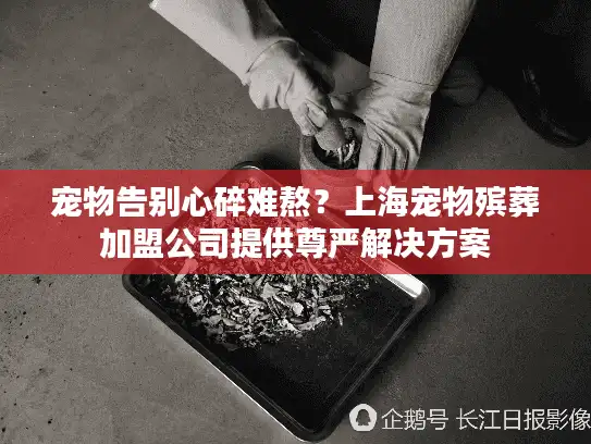 宠物告别心碎难熬？上海宠物殡葬加盟公司提供尊严解决方案