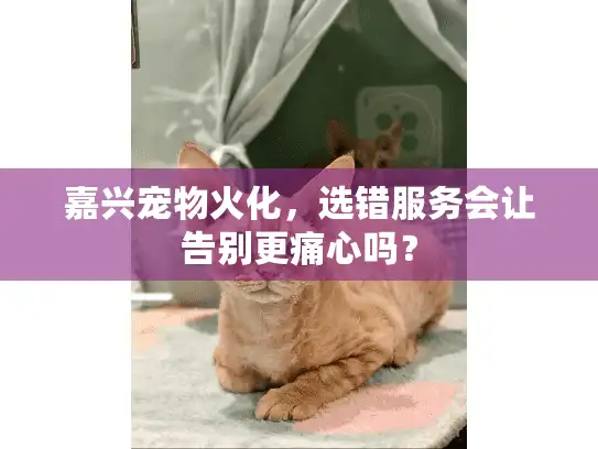 嘉兴宠物火化，选错服务会让告别更痛心吗？