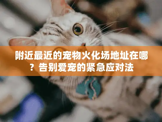附近最近的宠物火化场地址在哪？告别爱宠的紧急应对法
