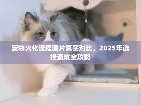 宠物火化流程图片真实对比，2025年选择避坑全攻略