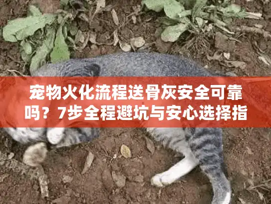 宠物火化流程送骨灰安全可靠吗？7步全程避坑与安心选择指南