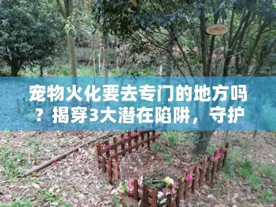 宠物火化要去专门的地方吗？揭穿3大潜在陷阱，守护毛孩最后一程！
