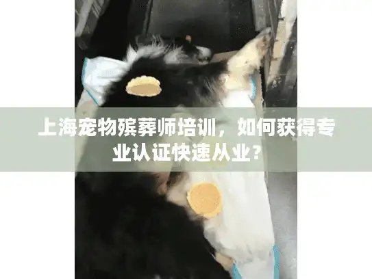 上海宠物殡葬师培训，如何获得专业认证快速从业？