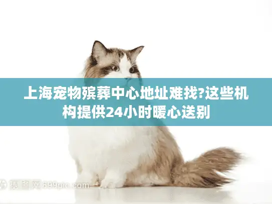 上海宠物殡葬中心地址难找?这些机构提供24小时暖心送别