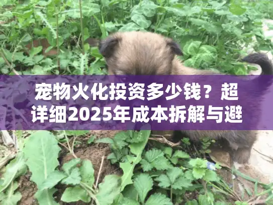 宠物火化投资多少钱？超详细2025年成本拆解与避坑指南