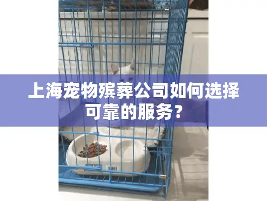 上海宠物殡葬公司如何选择可靠的服务？