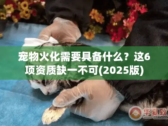 宠物火化需要具备什么？这6项资质缺一不可(2025版)