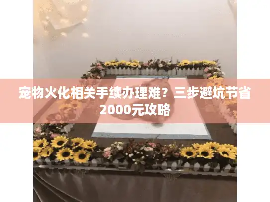 宠物火化相关手续办理难？三步避坑节省2000元攻略