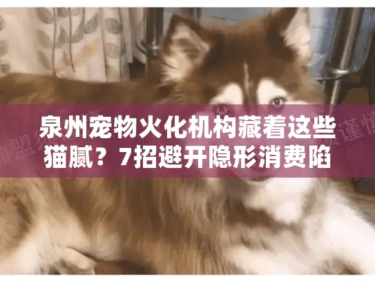 泉州宠物火化机构藏着这些猫腻？7招避开隐形消费陷阱