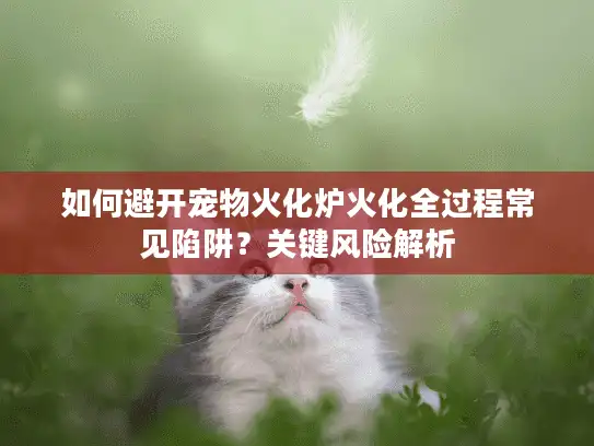 如何避开宠物火化炉火化全过程常见陷阱？关键风险解析