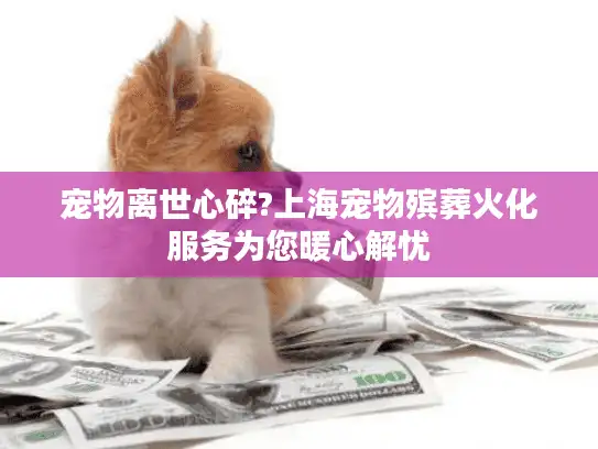 宠物离世心碎?上海宠物殡葬火化服务为您暖心解忧