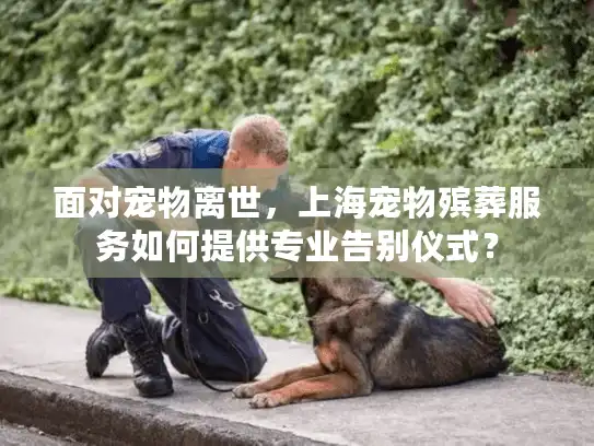 面对宠物离世，上海宠物殡葬服务如何提供专业告别仪式？