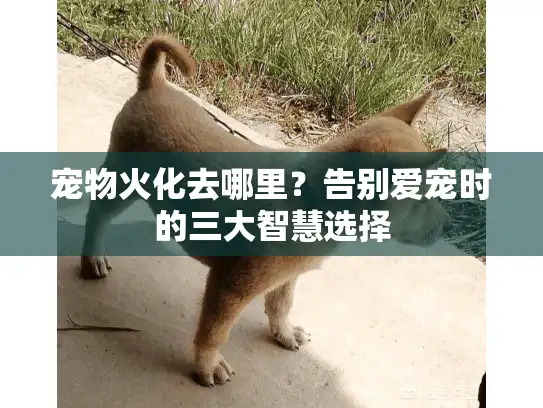 宠物火化去哪里？告别爱宠时的三大智慧选择