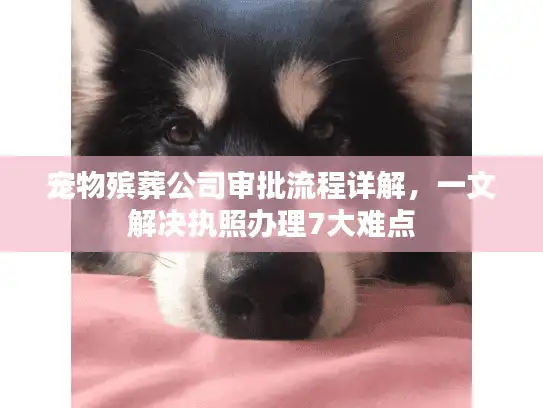 宠物殡葬公司审批流程详解，一文解决执照办理7大难点