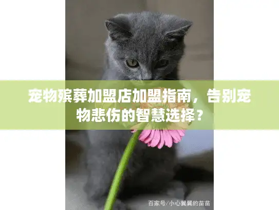 宠物殡葬加盟店加盟指南，告别宠物悲伤的智慧选择？