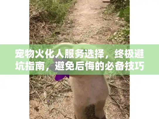 宠物火化人服务选择，终极避坑指南，避免后悔的必备技巧