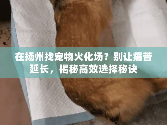 在扬州找宠物火化场？别让痛苦延长，揭秘高效选择秘诀