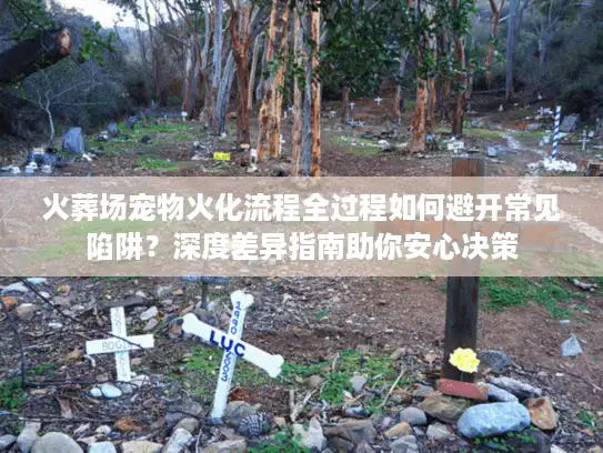 火葬场宠物火化流程全过程如何避开常见陷阱？深度差异指南助你安心决策