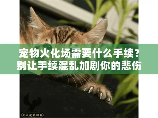 宠物火化场需要什么手续？别让手续混乱加剧你的悲伤时刻
