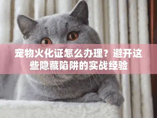 宠物火化证怎么办理？避开这些隐藏陷阱的实战经验
