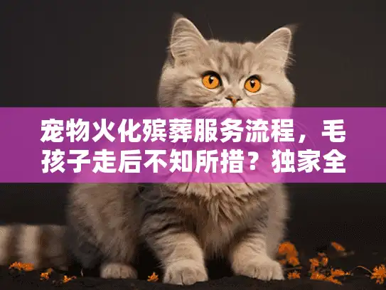 宠物火化殡葬服务流程，毛孩子走后不知所措？独家全程解析