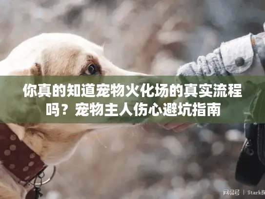 你真的知道宠物火化场的真实流程吗？宠物主人伤心避坑指南