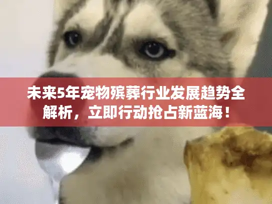未来5年宠物殡葬行业发展趋势全解析，立即行动抢占新蓝海！