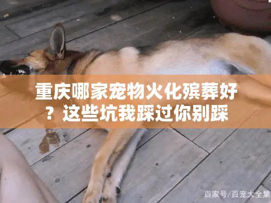 重庆哪家宠物火化殡葬好？这些坑我踩过你别踩