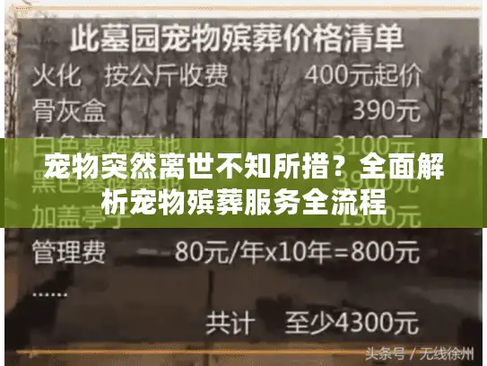 宠物突然离世不知所措？全面解析宠物殡葬服务全流程