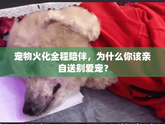 宠物火化全程陪伴，为什么你该亲自送别爱宠？