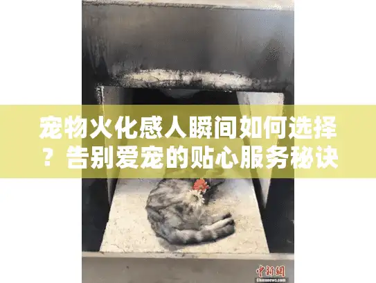 宠物火化感人瞬间如何选择？告别爱宠的贴心服务秘诀