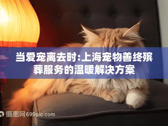 当爱宠离去时:上海宠物善终殡葬服务的温暖解决方案