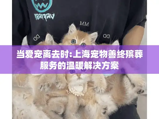 当爱宠离去时:上海宠物善终殡葬服务的温暖解决方案