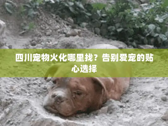 四川宠物火化哪里找？告别爱宠的贴心选择