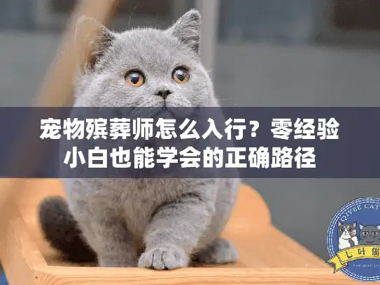 宠物殡葬师怎么入行？零经验小白也能学会的正确路径
