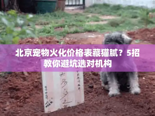 北京宠物火化价格表藏猫腻？5招教你避坑选对机构