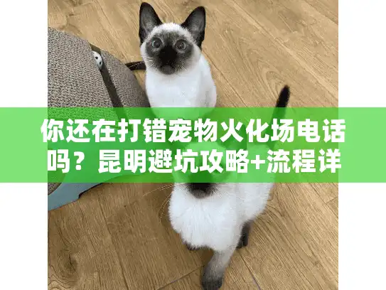 你还在打错宠物火化场电话吗？昆明避坑攻略+流程详解
