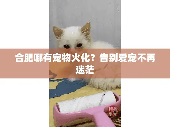 合肥哪有宠物火化？告别爱宠不再迷茫
