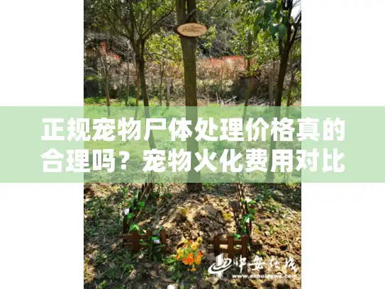 正规宠物尸体处理价格真的合理吗？宠物火化费用对比解析